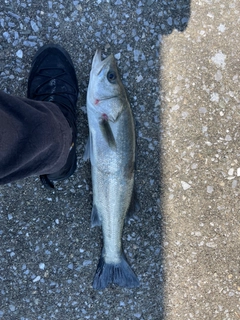 フッコ（マルスズキ）の釣果