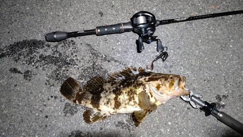 タケノコメバルの釣果