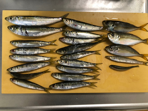 アジの釣果