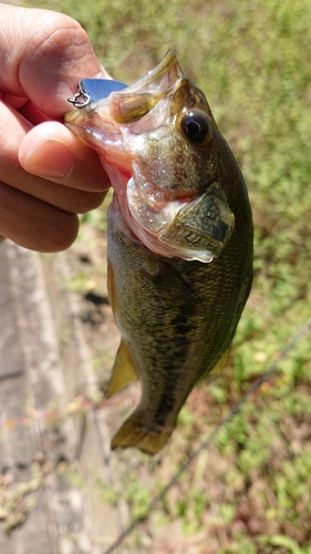 ラージマウスバスの釣果