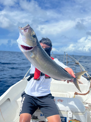 アオチビキの釣果