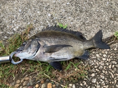 クロダイの釣果