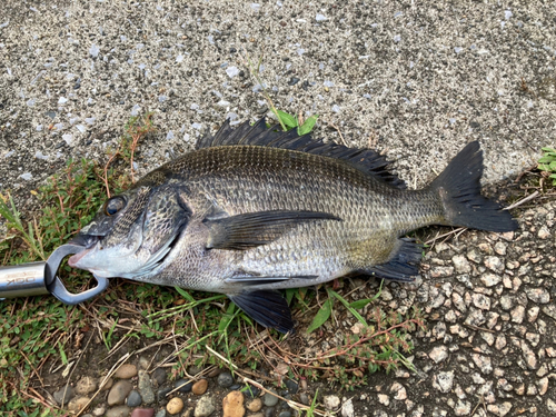 クロダイの釣果