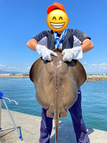 アカエイの釣果