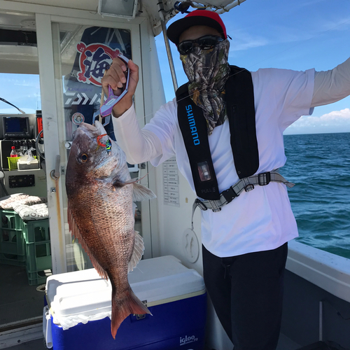 マダイの釣果