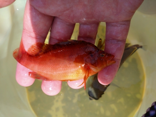 オキゴンベの釣果