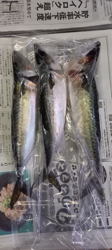 マサバの釣果