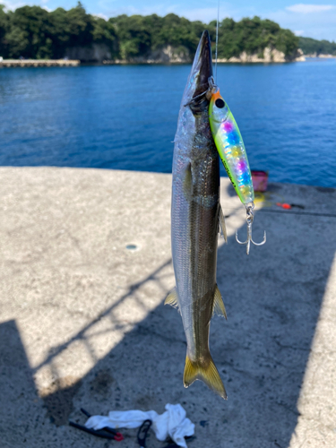 カマスの釣果