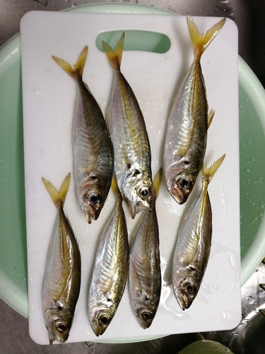 アジの釣果