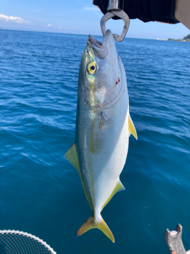 フクラギの釣果