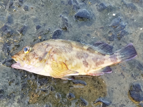 カサゴの釣果