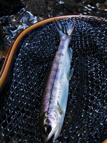 アマゴの釣果