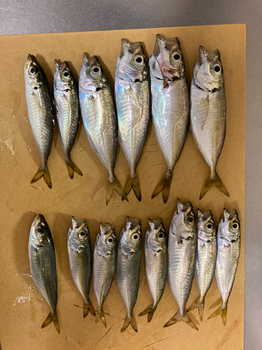 アジの釣果