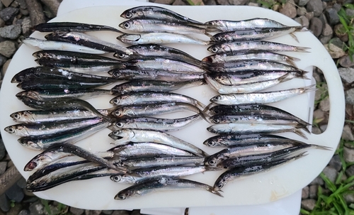 カタクチイワシの釣果