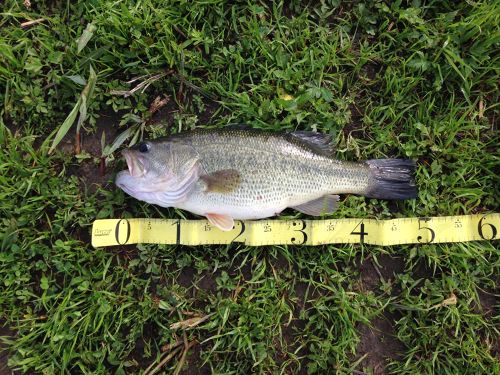 ブラックバスの釣果