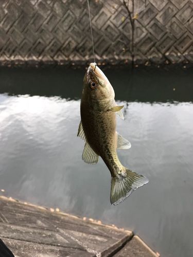 ラージマウスバスの釣果