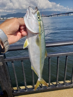 ツバスの釣果