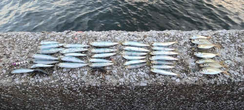 マアジの釣果