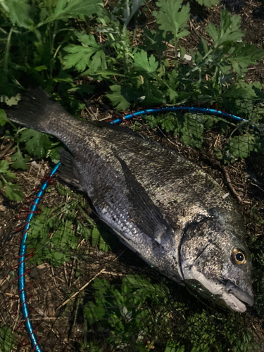 チヌの釣果