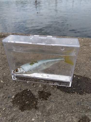 オイカワの釣果