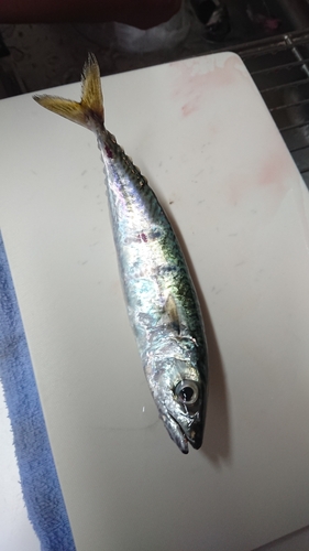 サバの釣果