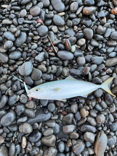 ワカナゴの釣果