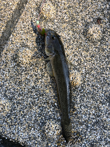 マハゼの釣果