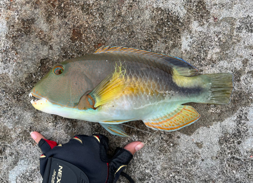 マクブの釣果