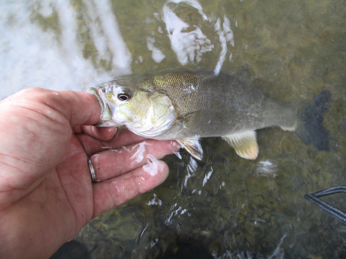 スモールマウスバスの釣果