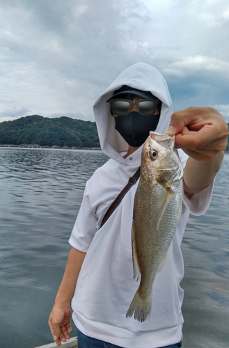 イシモチの釣果