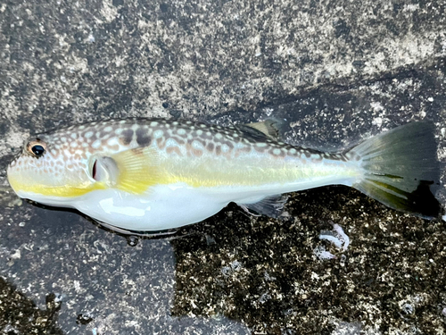 ショウサイフグの釣果