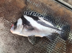 コショウダイの釣果