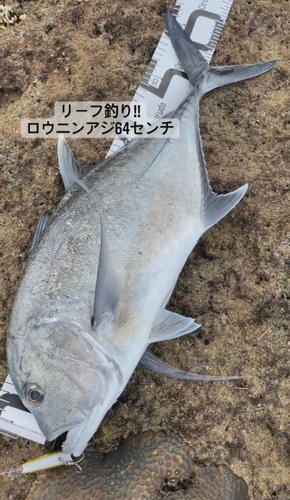 ロウニンアジの釣果