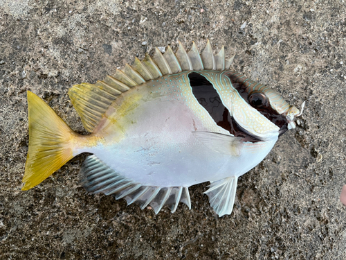 ヒメアイゴの釣果