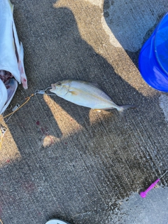 ショゴの釣果