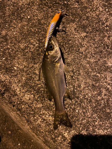 セイゴ（マルスズキ）の釣果