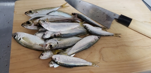 アジの釣果