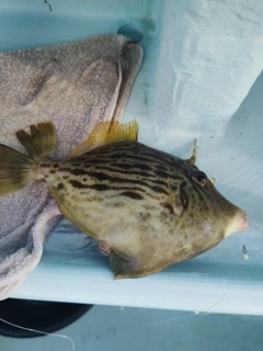 カワハギの釣果