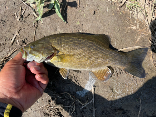 スモールマウスバスの釣果