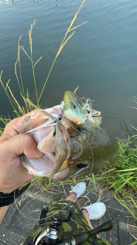 ブラックバスの釣果