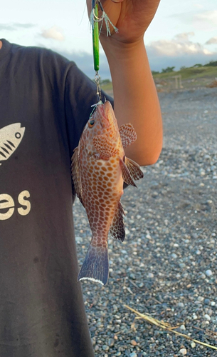 オオモンハタの釣果