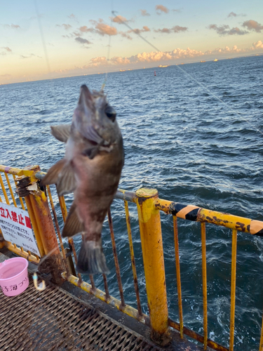 メバルの釣果