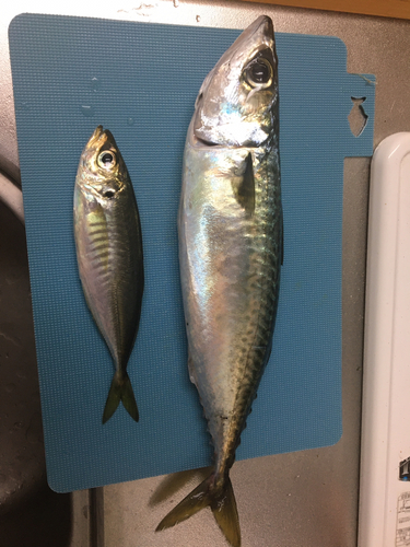 サバの釣果