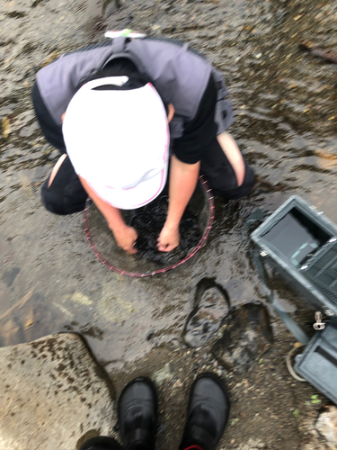 アユの釣果