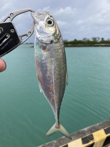 メアジの釣果