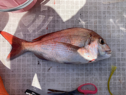 マダイの釣果