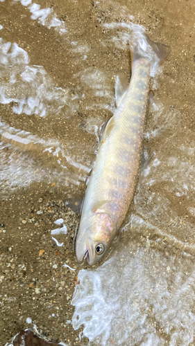 イワナの釣果