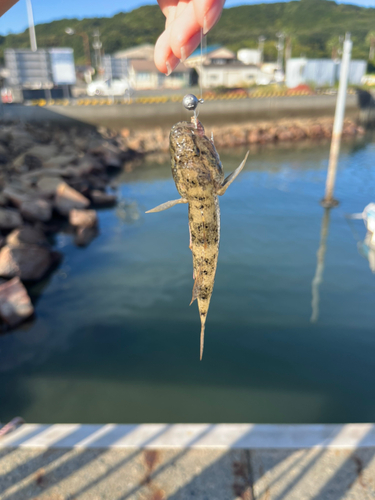 マハゼの釣果