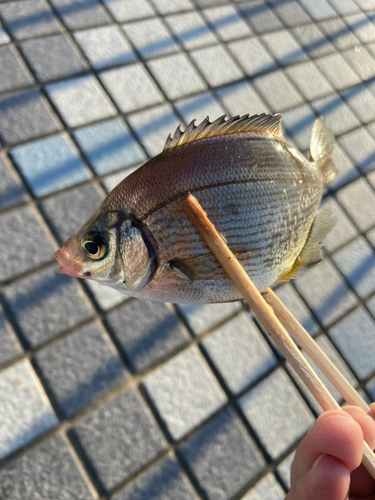 ウミタナゴの釣果