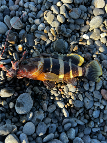 アオハタの釣果